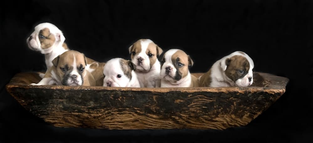 Cute Puppies In Bowl by Gert van den Bosch — canvas wall art
