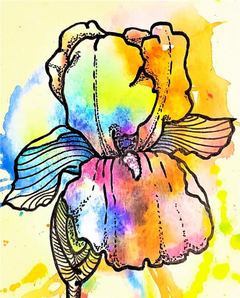 Rainbow Iris Flower by Anda Bieza — canvas wall art