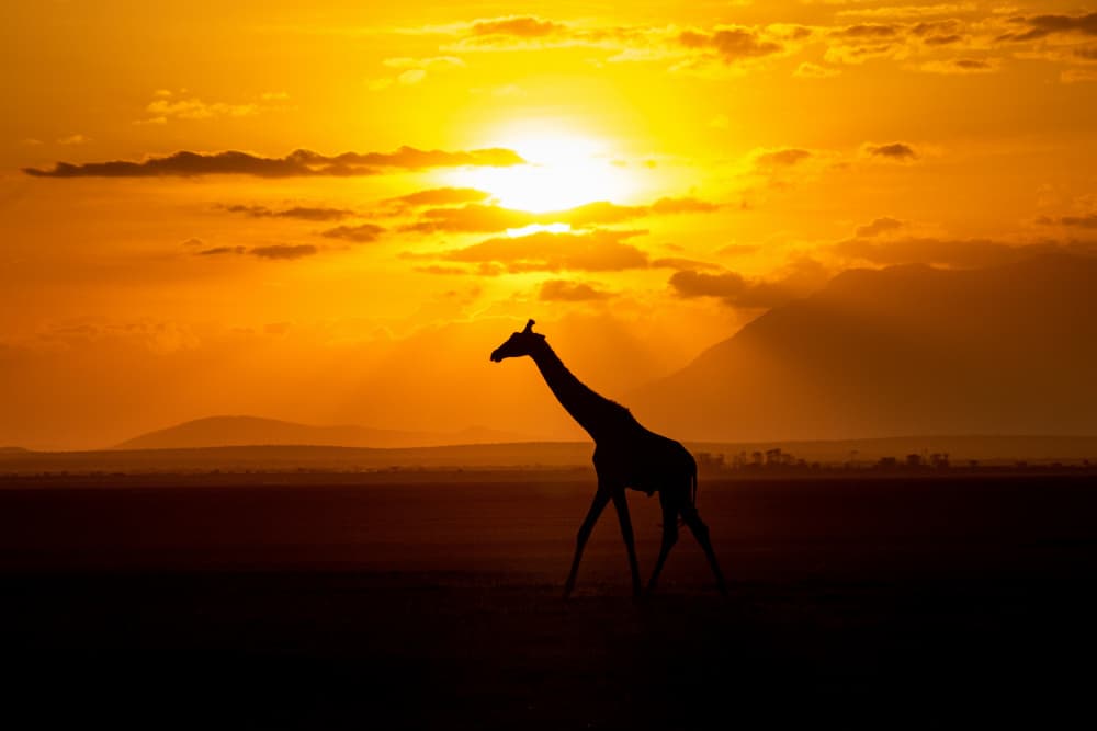 African Sunset Giraffe by Emma Allen-Rowlandson — canvas wall art