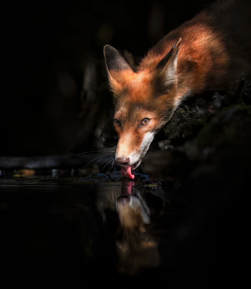 Quiet Fox Reflection by Wei Xu — canvas wall art
