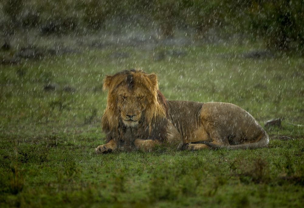 Rainy Day Lion by Jaco Marx — canvas wall art