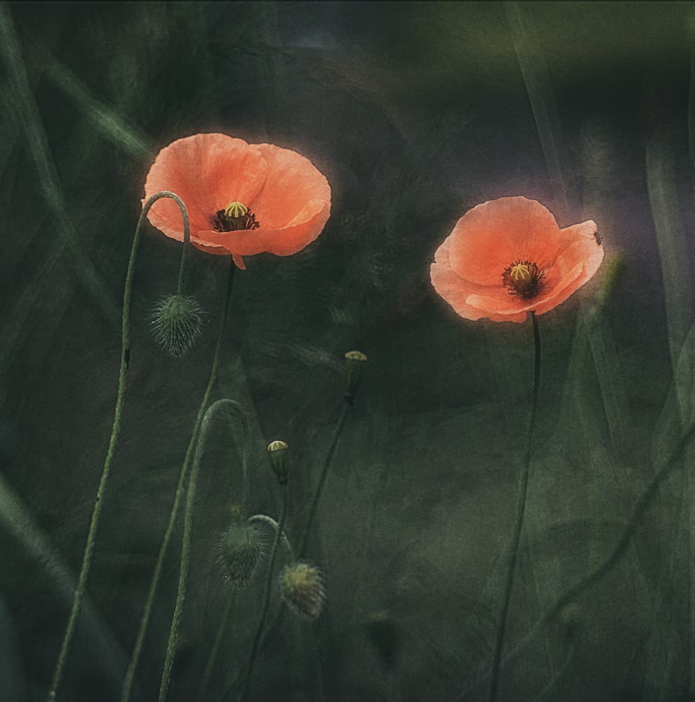 Soft Orange Poppies by Jan van der Linden — canvas wall art