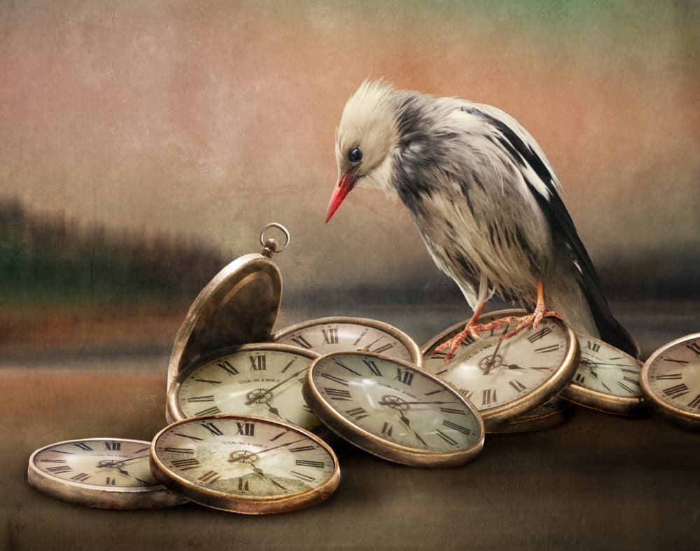 Bird Watching Time by Biao Huang — canvas wall art