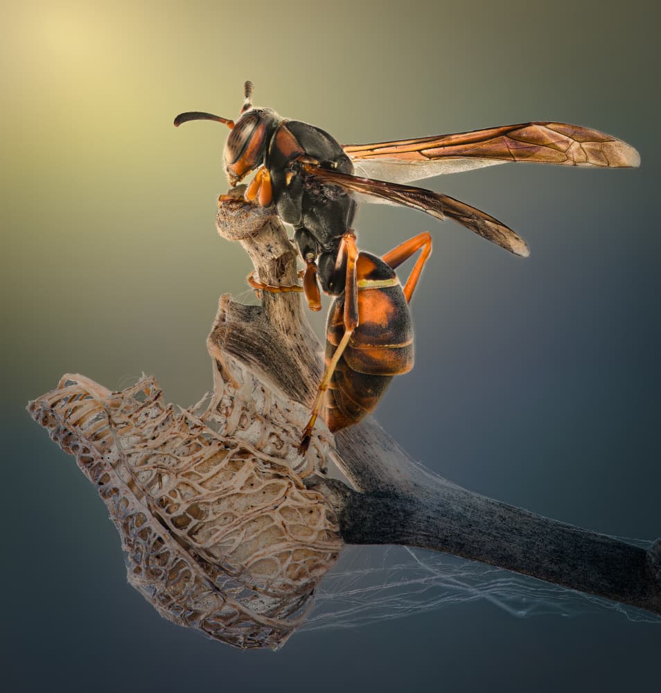 Paper Wasp Perched by Atul Saluja — canvas wall art