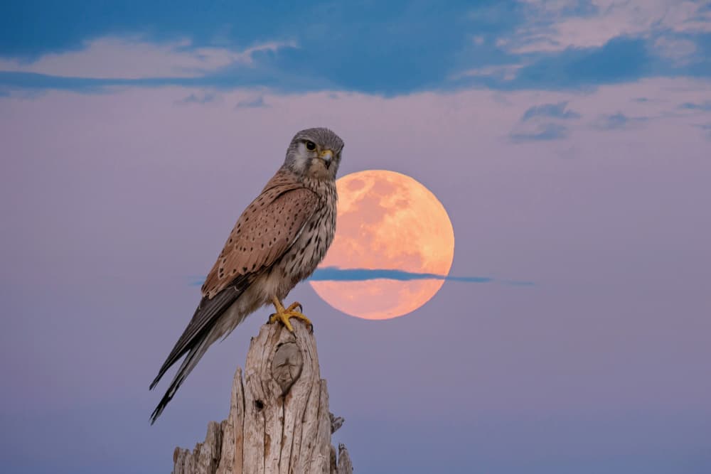 Kestrel Moon Sky by אייל בר אור • Eyal Bar Or — canvas wall art