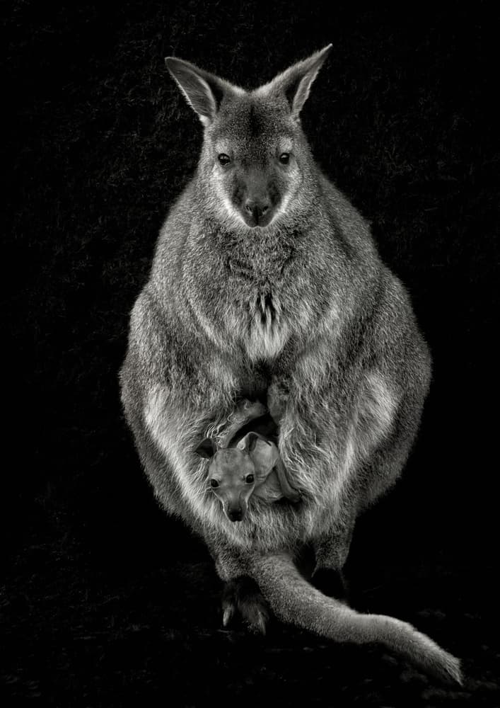 Wallaby Mother and Joey by Mathilde Guillemot — canvas wall art