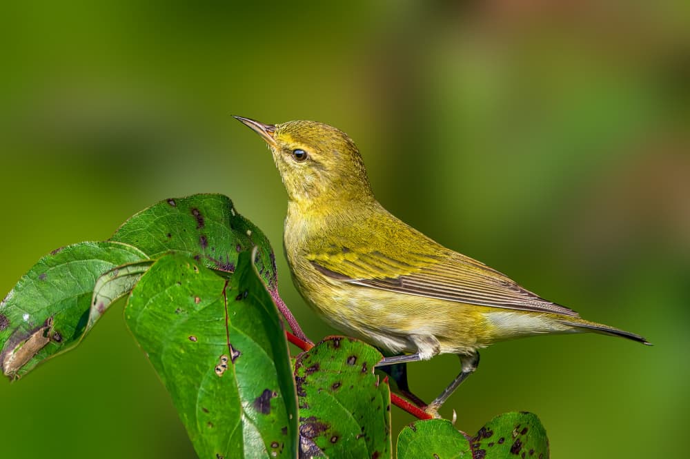 Vibrant Green Warbler by Jacob (Jian) Xu — canvas wall art