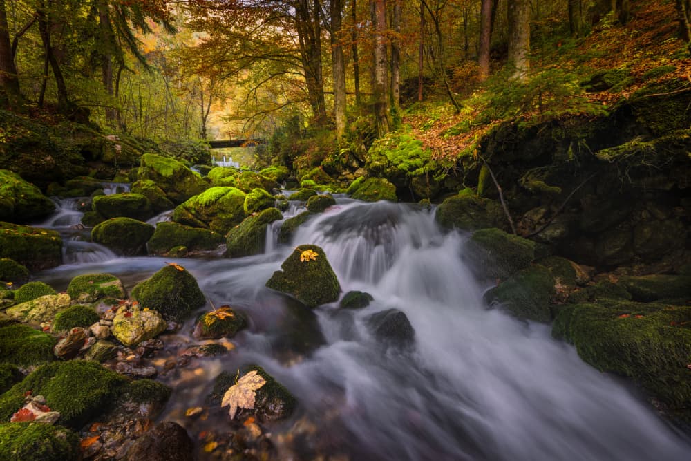 Vibrant Autumn Stream by Bor — canvas wall art
