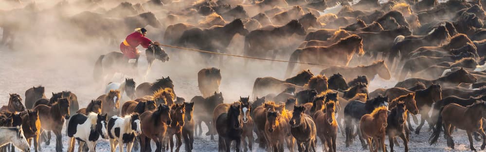Horseman Golden Dust by Annie Poreider — canvas wall art