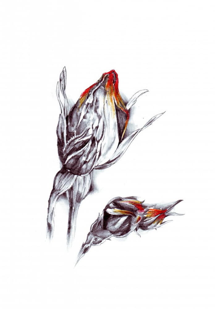 Fiery Rose Buds by Kulik — canvas wall art