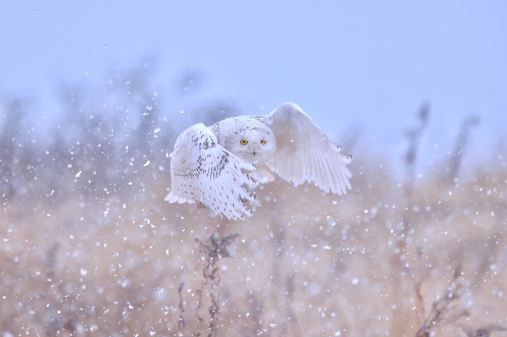 Flying Snowy Owl by Gavin Lam — canvas wall art