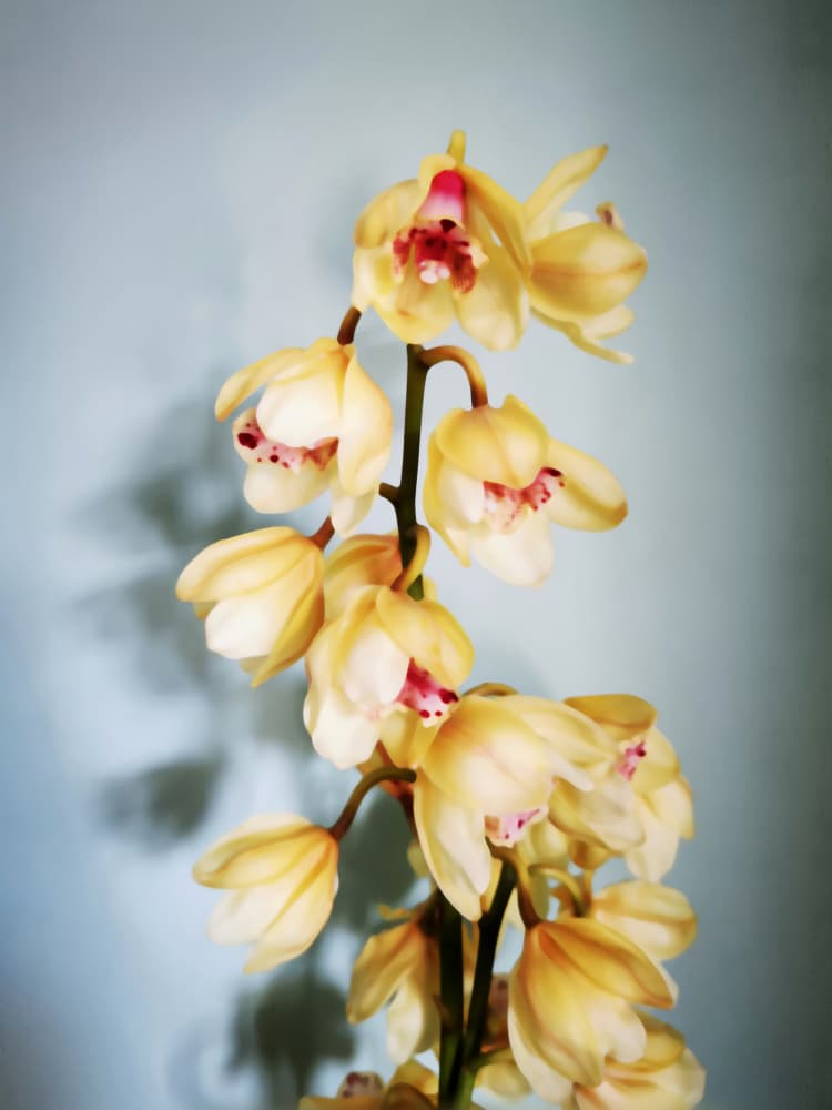Elegant Yellow Orchids by Angelo Cerantola — canvas wall art