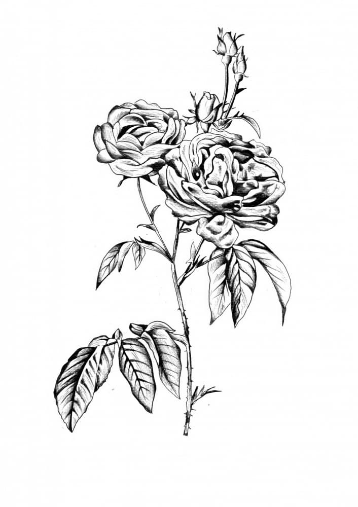 Elegant Rose Blooms by Kulik — canvas wall art