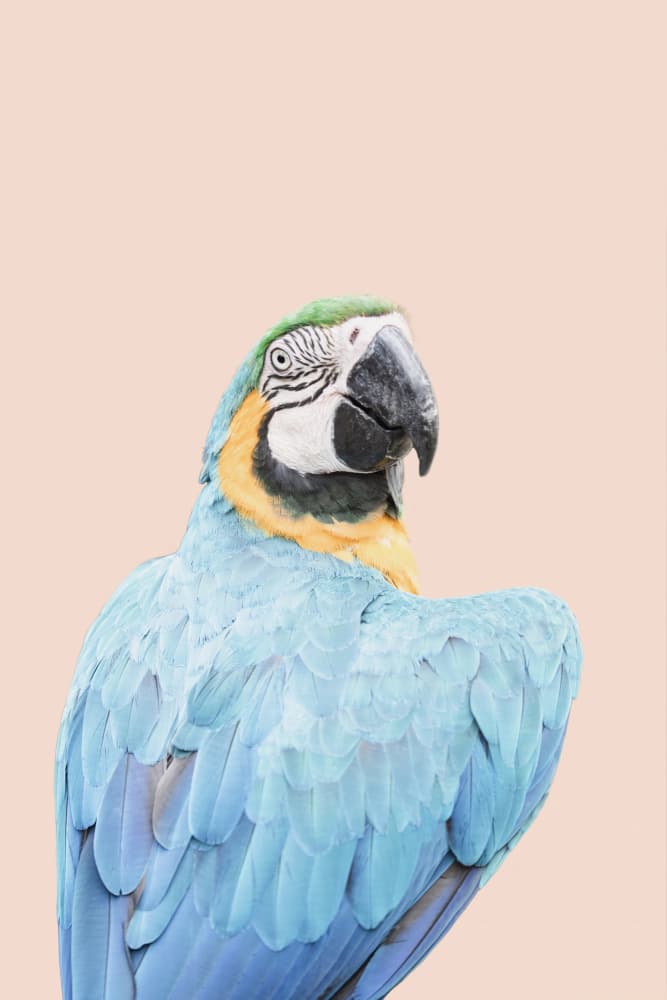 Blue Macaw by Kathrin Pienaar — canvas wall art