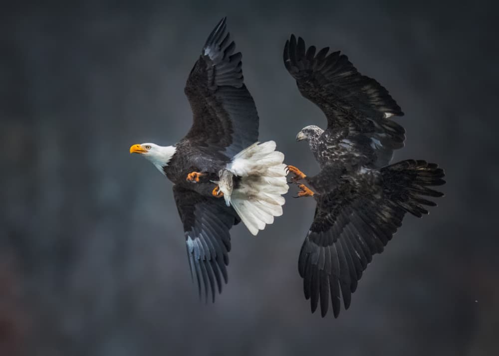 Eagle Fish Fight by Hanping Xiao — canvas wall art