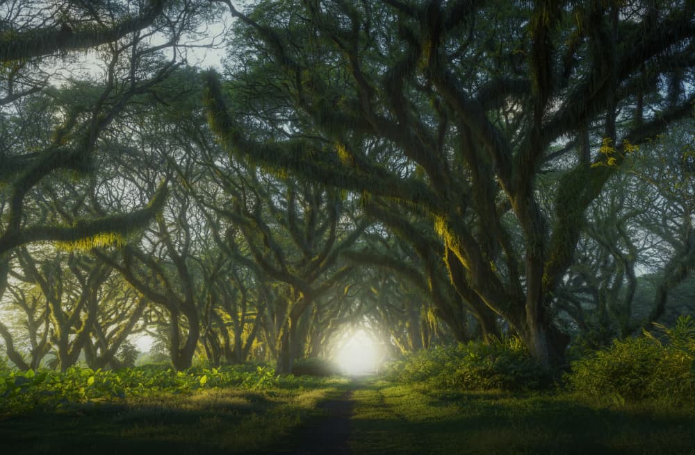 Enchanted Forest Path by NingYun Ye — canvas wall art
