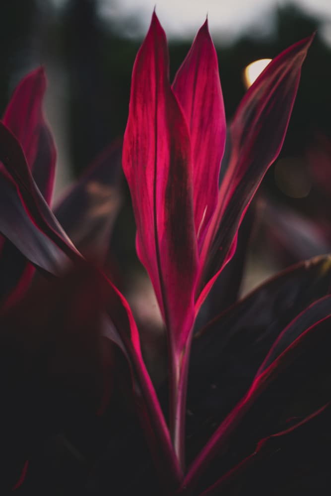 Glowing Crimson Leaves by Tim Mossholder — canvas wall art