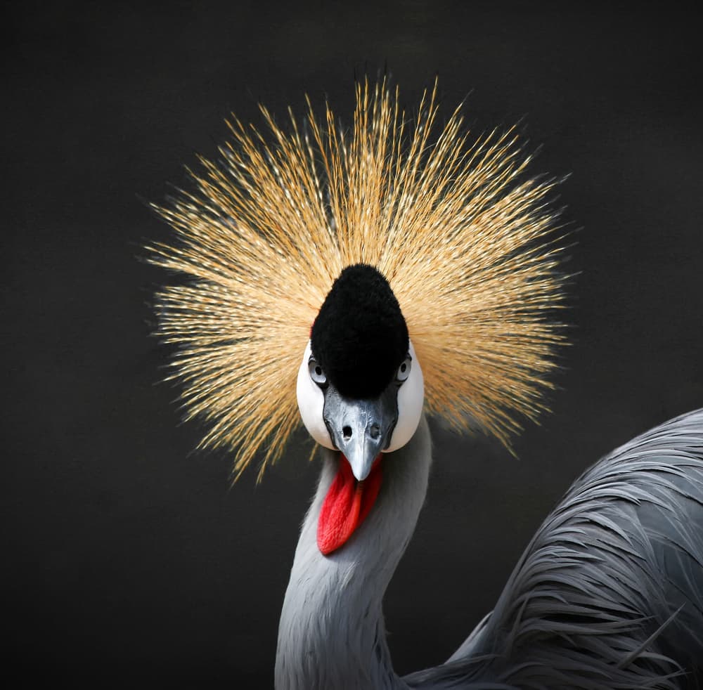 Golden Crown Crane by Hans-Wolfgang Hawerkamp — canvas wall art