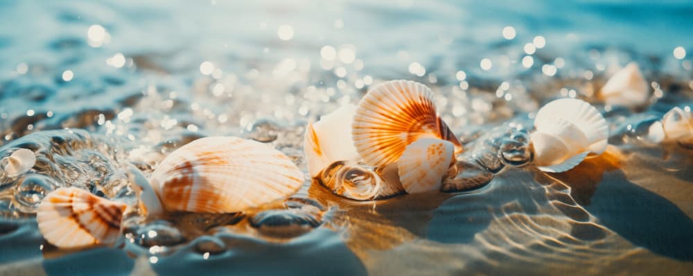 Sparkling Ocean Seashells by Treechild — canvas wall art