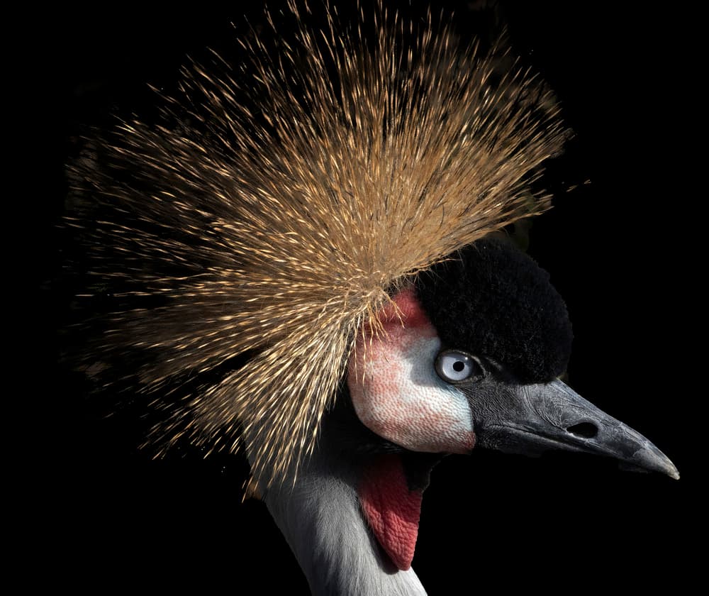 Majestic Crowned Crane by Michel Romaggi — canvas wall art
