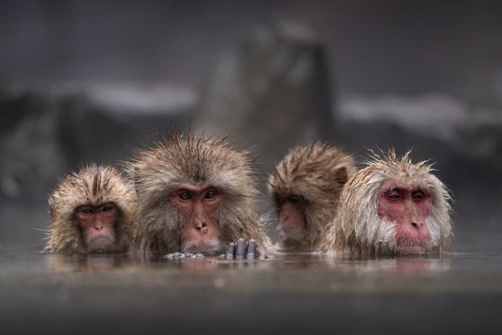 Snow Monkeys Hot Spring by Karol Nienartowicz — canvas wall art