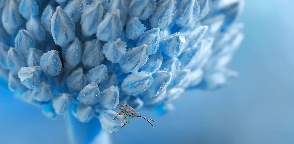 Tiny Blue Flower Beetle by Thierry Dufour — canvas wall art