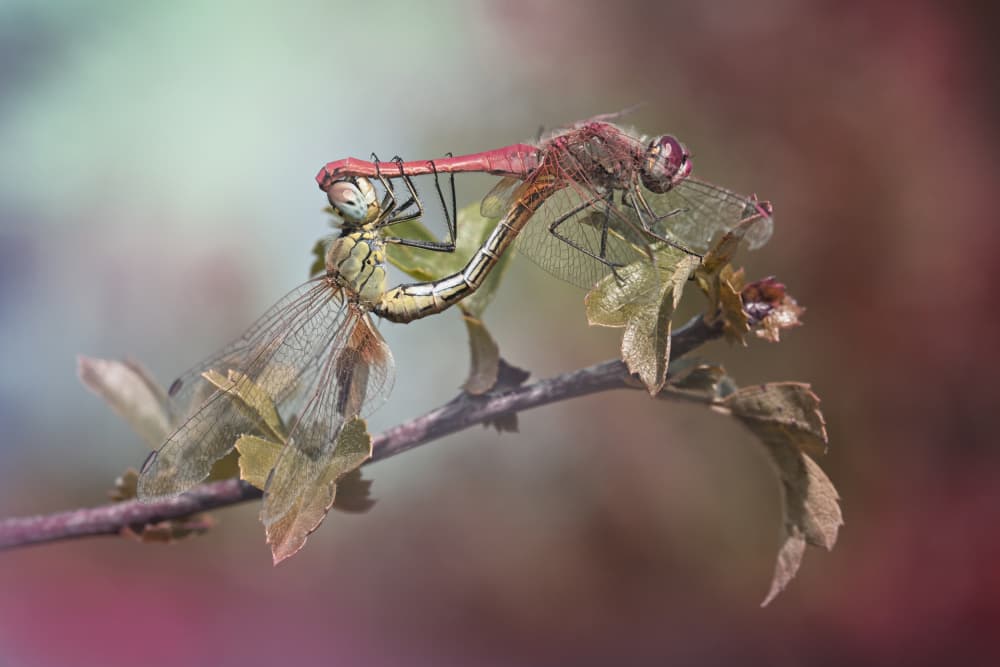 Dragonfly Love Embrace by Fabrizio Daminelli — canvas wall art