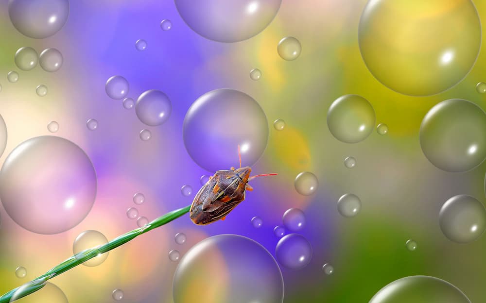 Macro Insect Fantasy by Thierry Dufour — canvas wall art