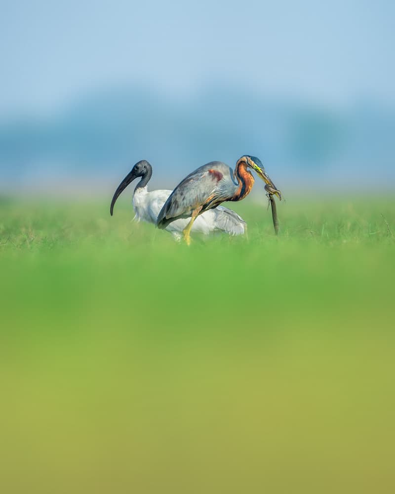 Purple Heron Fishing by Jayanta Guha — canvas wall art