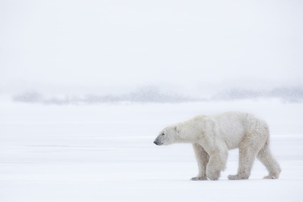 Polar Bear Winter Walk by Alessandro Catta — canvas wall art