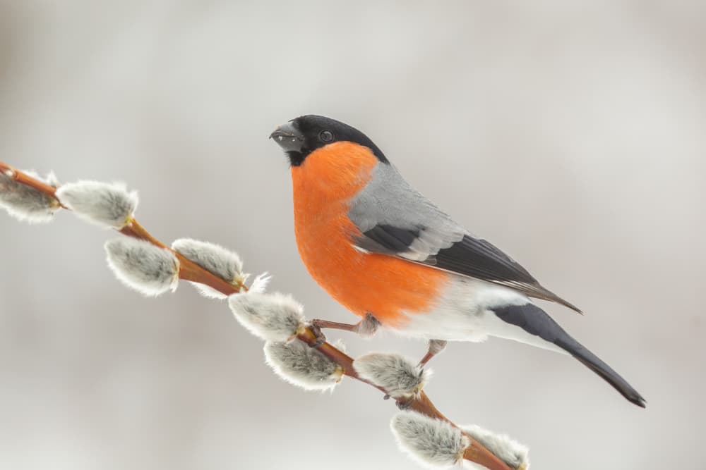 Bullfinch on Pussywillow by Annie Keizer — canvas wall art