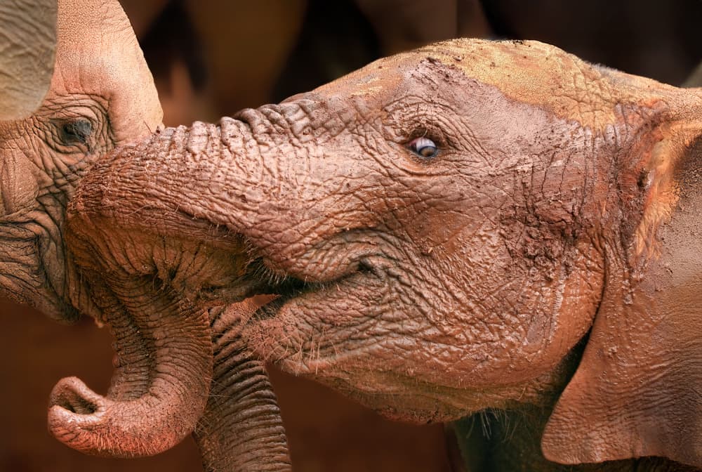 Baby Elephant Love by Jeffrey C. Sink — canvas wall art