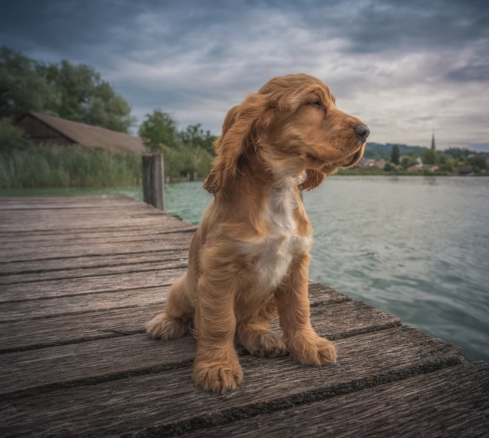 Cocker Spaniel Lakeside by Marko Klavs — canvas wall art