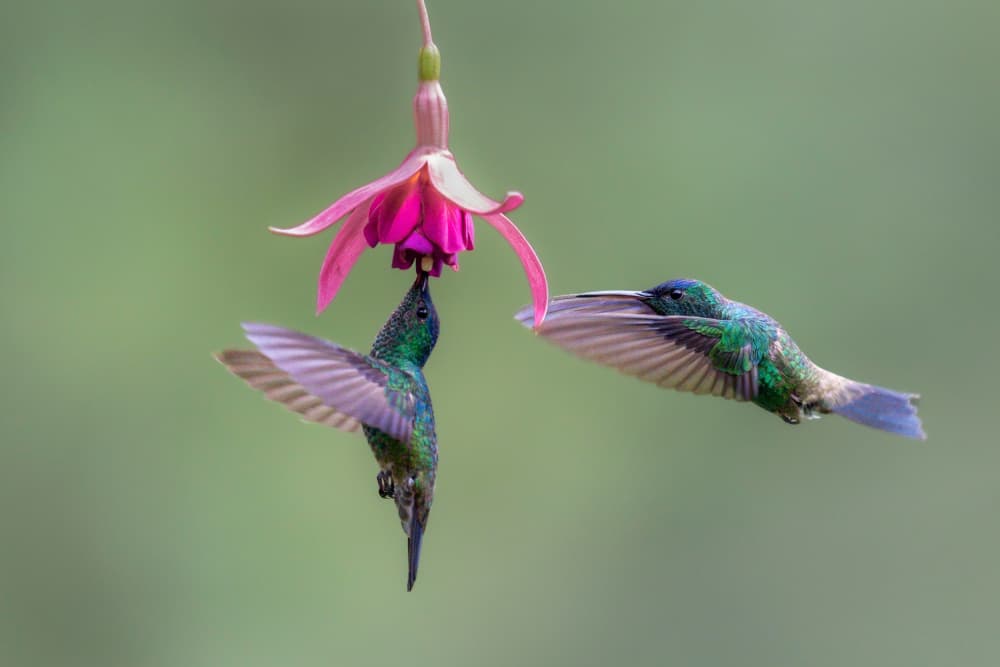 Hummingbirds Feeding Fuchsia by Rajat Dhesi — canvas wall art