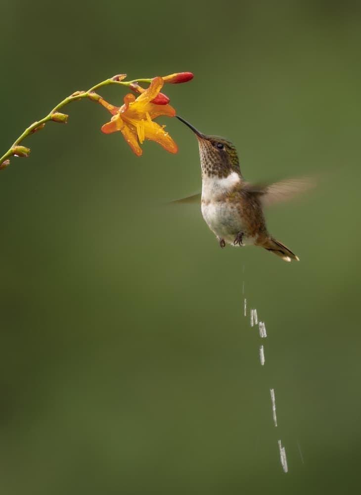 Hummingbird Nectar Stream by Rajat Dhesi — canvas wall art