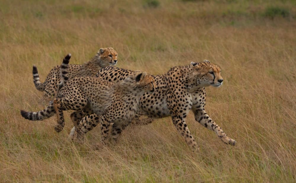 Cheetah Family Sprint by MIN LI — canvas wall art