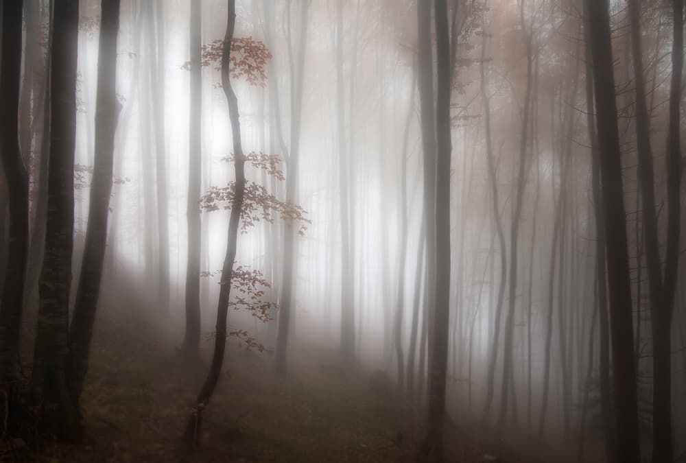 Autumn Fog Forest by Michel Manzoni — canvas wall art