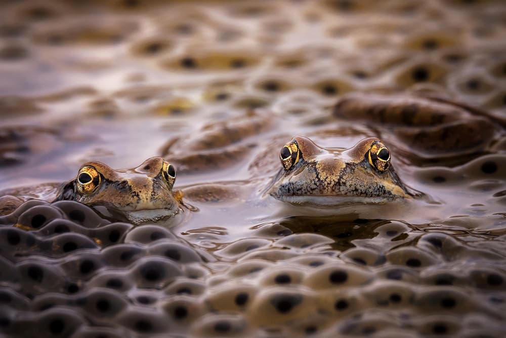 Pond Frogs And Spawn by Roberto Marini — canvas wall art