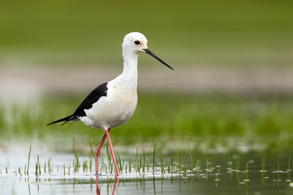 Black-winged Stilt Wading by Nicolás Merino — canvas wall art