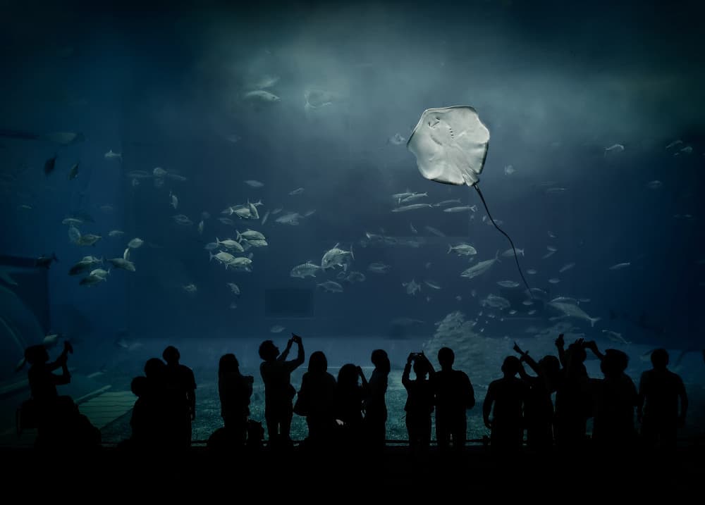 Majestic Aquarium Ray by Leeian Dai — canvas wall art