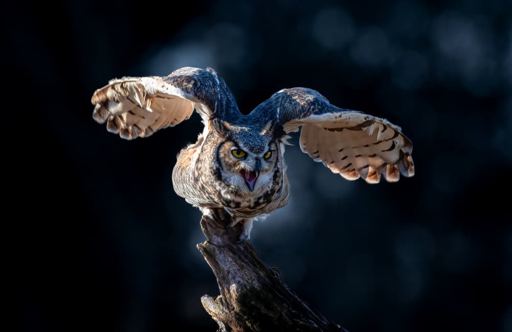 Fierce Owl Takes Flight by Johnson Huang — canvas wall art