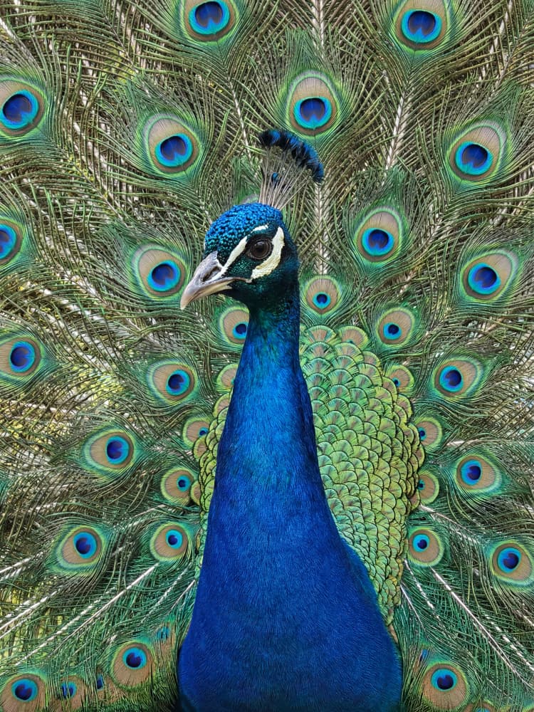 Majestic Peacock Display by Andreas Magnusson — canvas wall art
