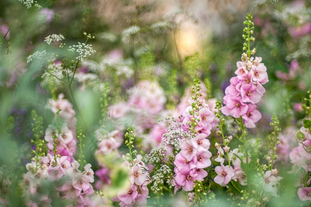 Soft Pink Garden Flowers by Jacky Parker — canvas wall art