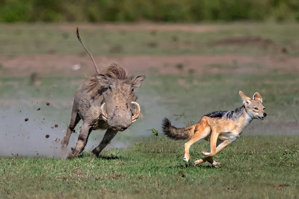 Warthog Jackal Chase by Xavier Ortega — canvas wall art
