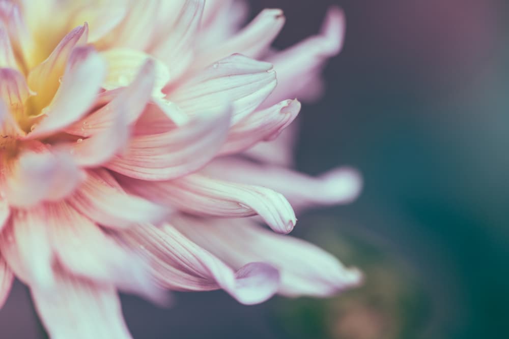 Delicate Dahlia Bloom by Javier Pardina — canvas wall art