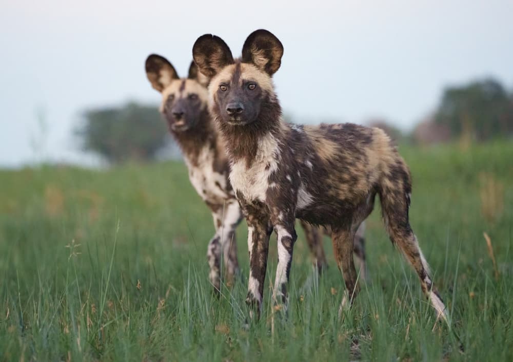Painted Dogs Gaze by Etienne Steenkamp — canvas wall art