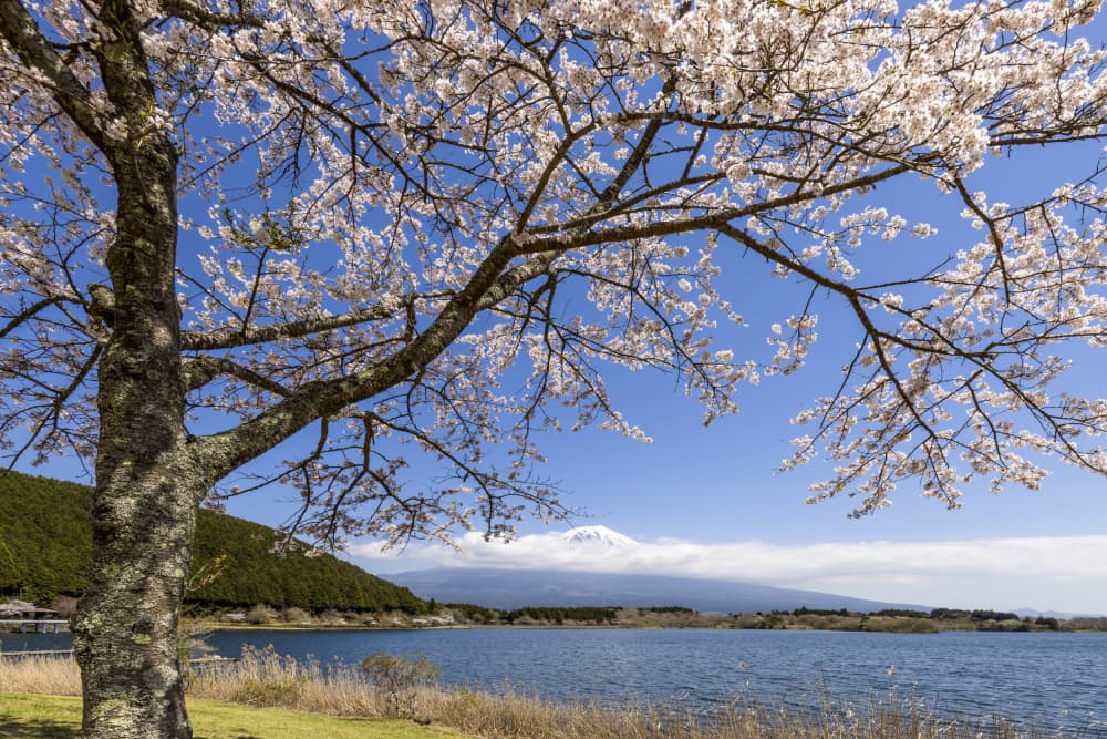 Mount Fuji Cherry Blossoms by Melanie Viola — canvas wall art