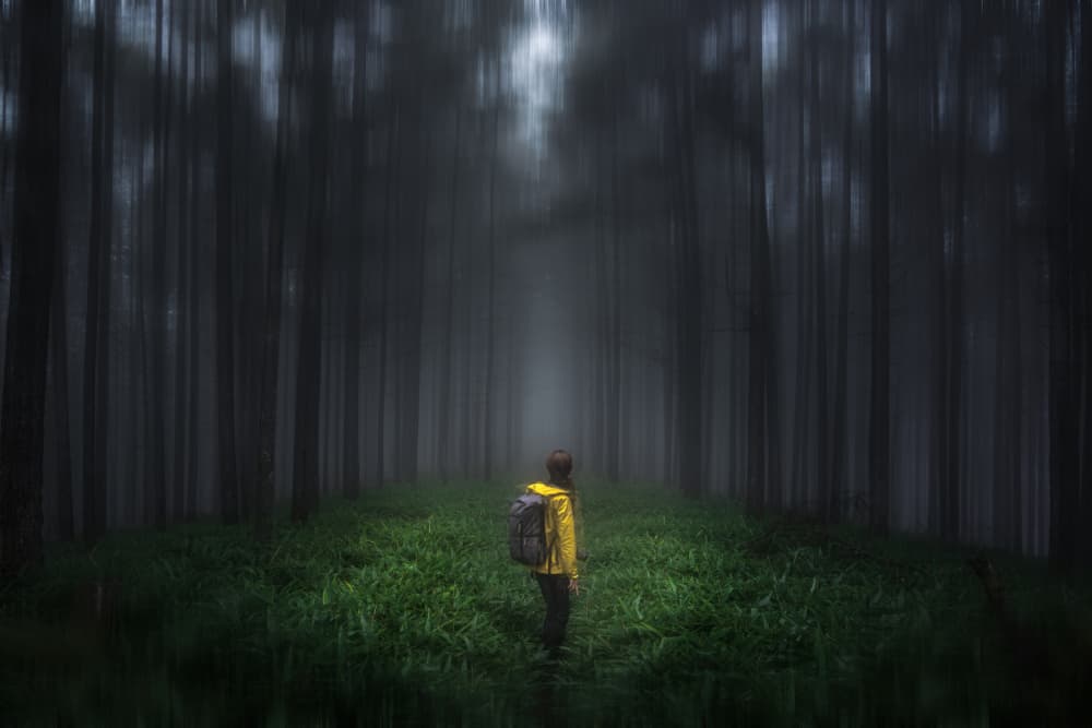 Deep Forest Adventure by Masaki Sugita — canvas wall art