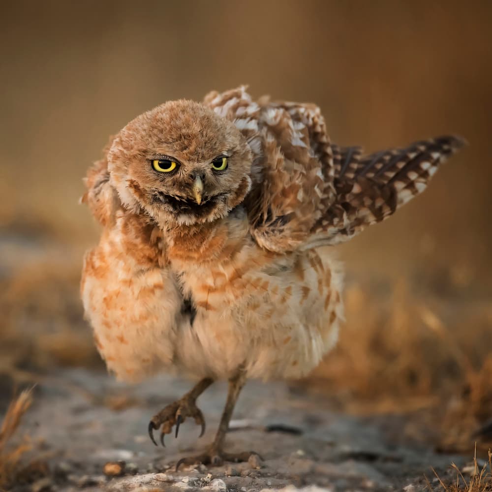 Grumpy Burrowing Owl by David H Yang — canvas wall art