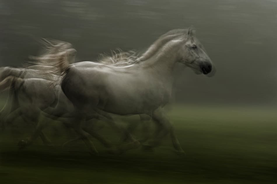 Running White Horses by Milan Malovrh — canvas wall art
